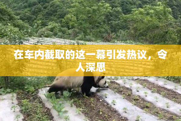 在车内截取的这一幕引发热议，令人深思