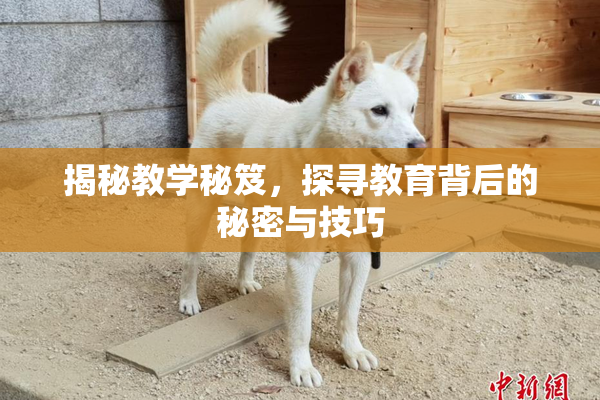 揭秘教学秘笈，探寻教育背后的秘密与技巧