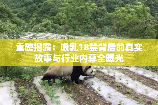重磅揭露：吸乳18禁背后的真实故事与行业内幕全曝光