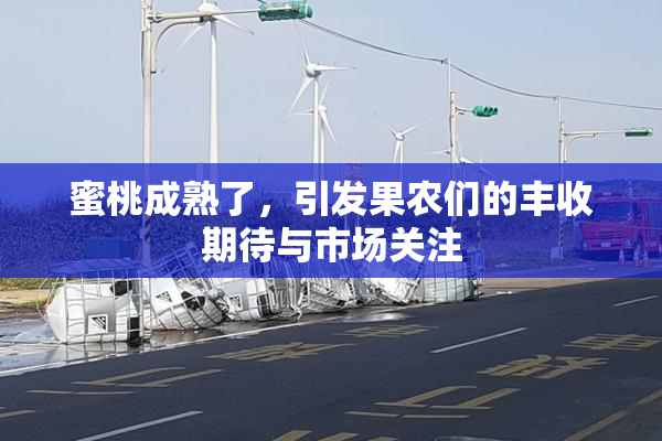 蜜桃成熟了，引发果农们的丰收期待与市场关注