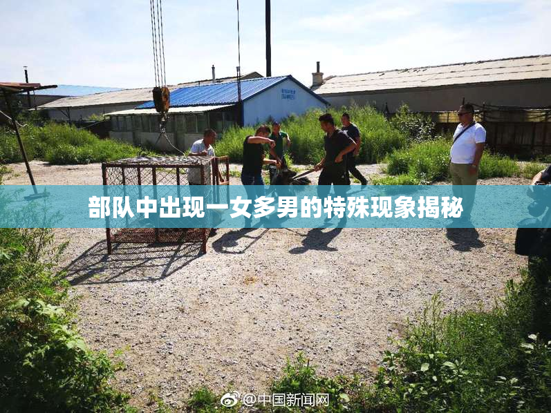 部队中出现一女多男的特殊现象揭秘