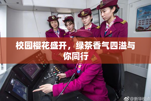 校园樱花盛开，绿茶香气四溢与你同行