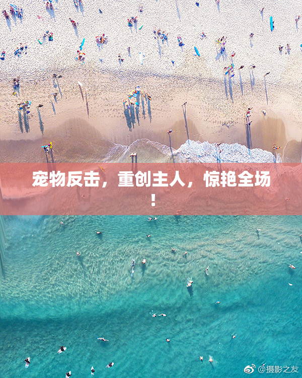 宠物反击，重创主人，惊艳全场！