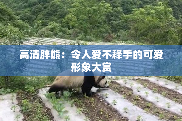 高清胖熊：令人爱不释手的可爱形象大赏