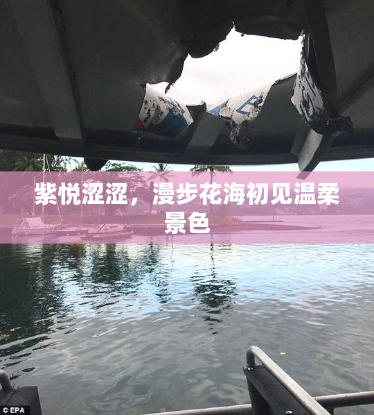 紫悦涩涩，漫步花海初见温柔景色