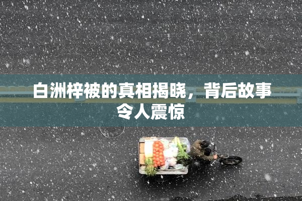白洲梓被的真相揭晓，背后故事令人震惊