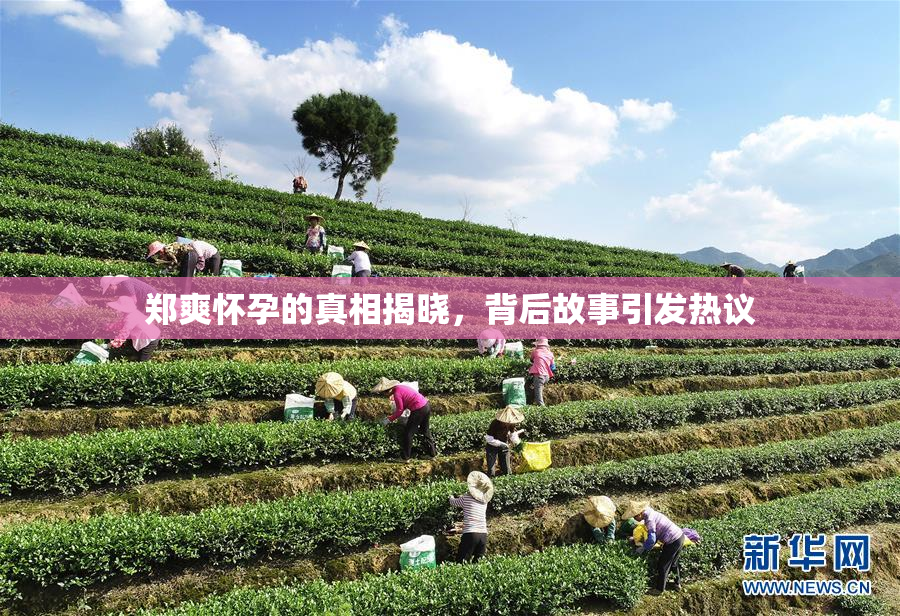 郑爽怀孕的真相揭晓，背后故事引发热议