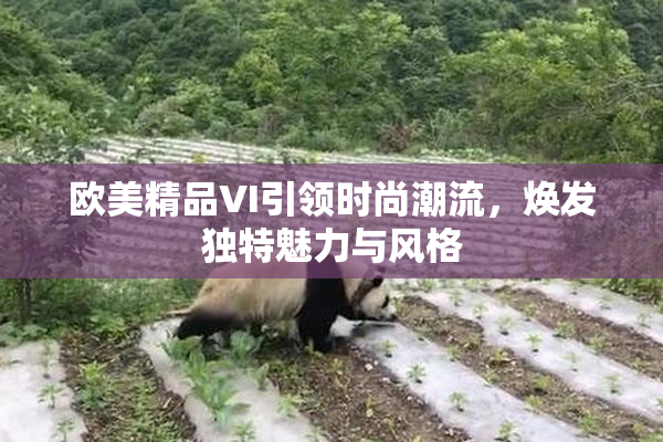 欧美精品VI引领时尚潮流，焕发独特魅力与风格