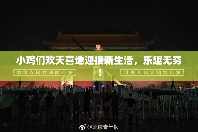 小鸡们欢天喜地迎接新生活，乐趣无穷！