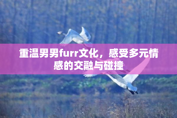 重温男男furr文化，感受多元情感的交融与碰撞