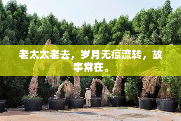 老太太老去，岁月无痕流转，故事常在。