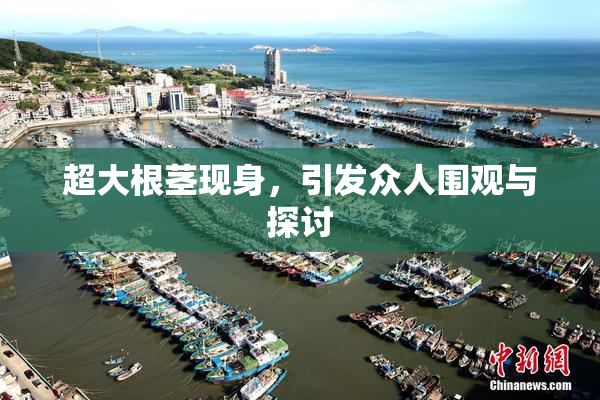 超大根茎现身，引发众人围观与探讨