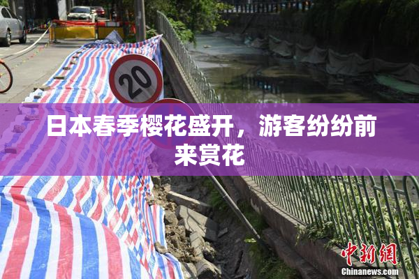 日本春季樱花盛开，游客纷纷前来赏花