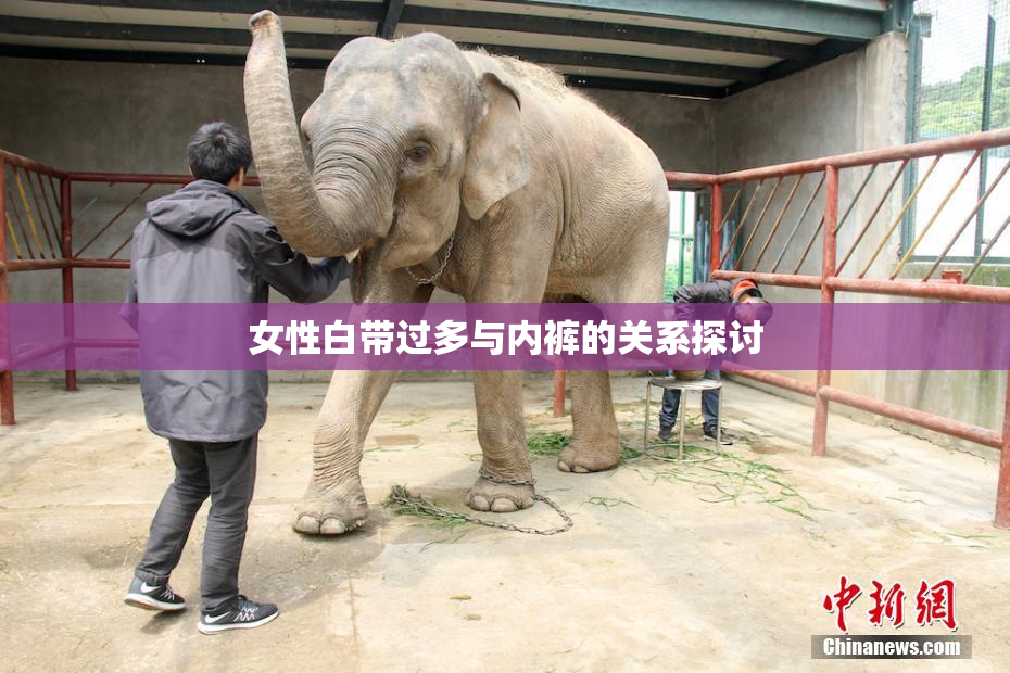 女性白带过多与内裤的关系探讨