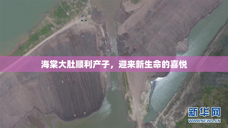 海棠大肚顺利产子，迎来新生命的喜悦