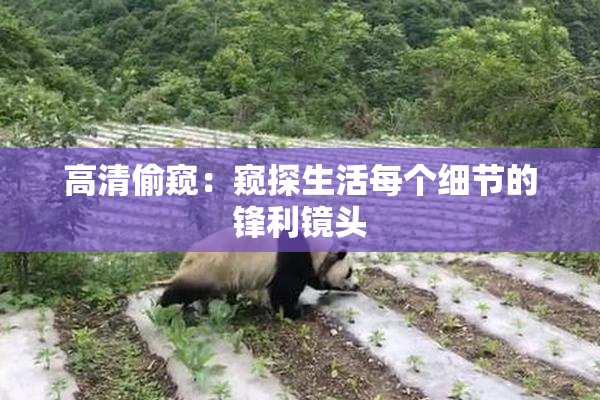 高清偷窥：窥探生活每个细节的锋利镜头