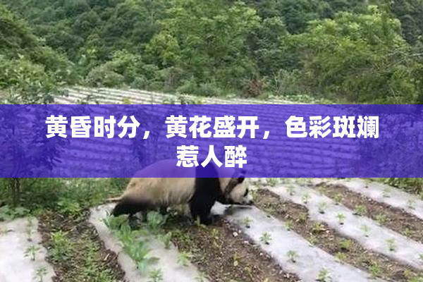 黄昏时分，黄花盛开，色彩斑斓惹人醉