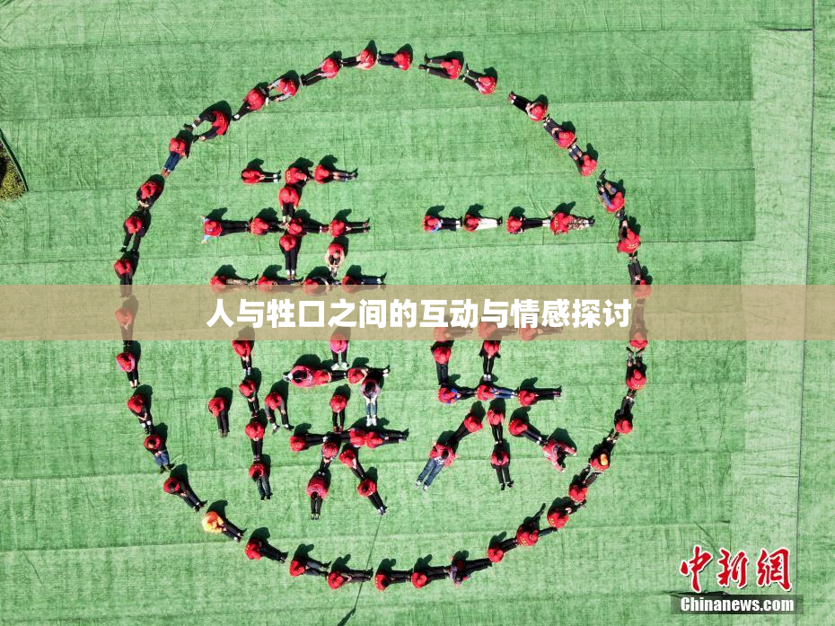 人与牲口之间的互动与情感探讨