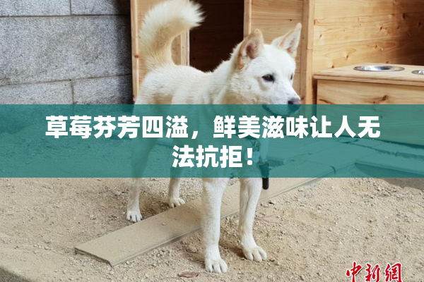 草莓芬芳四溢，鲜美滋味让人无法抗拒！