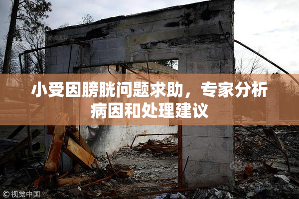 小受因膀胱问题求助，专家分析病因和处理建议