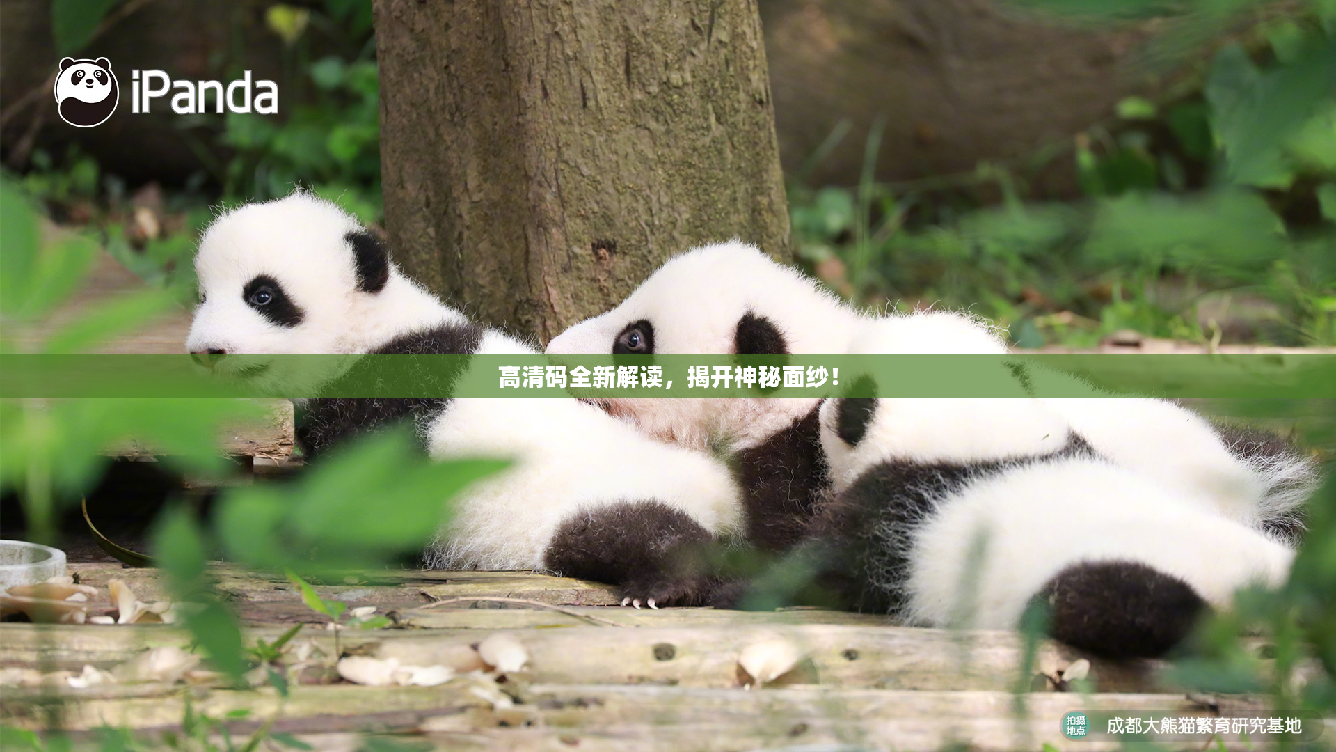 高清码全新解读，揭开神秘面纱！