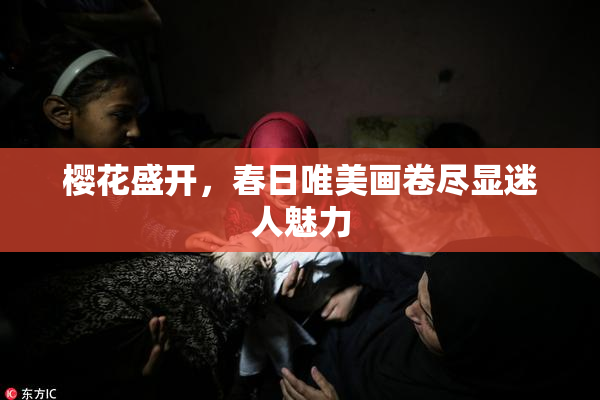 樱花盛开，春日唯美画卷尽显迷人魅力