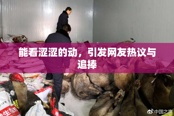 能看涩涩的动，引发网友热议与追捧
