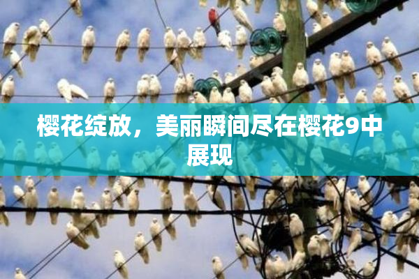 樱花绽放，美丽瞬间尽在樱花9中展现