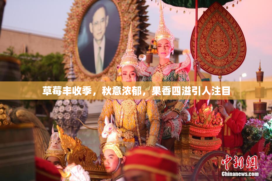 草莓丰收季，秋意浓郁，果香四溢引人注目
