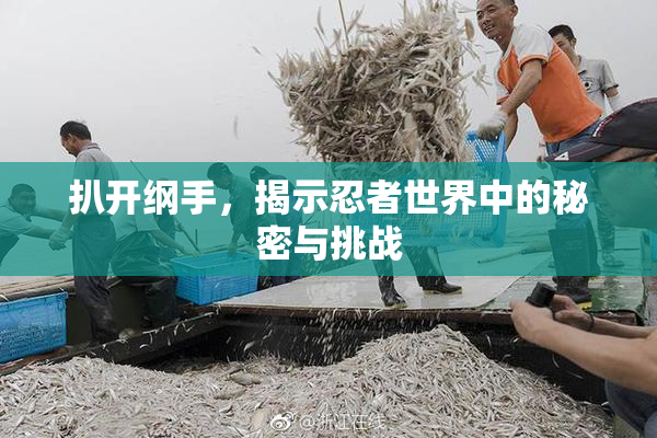 扒开纲手，揭示忍者世界中的秘密与挑战
