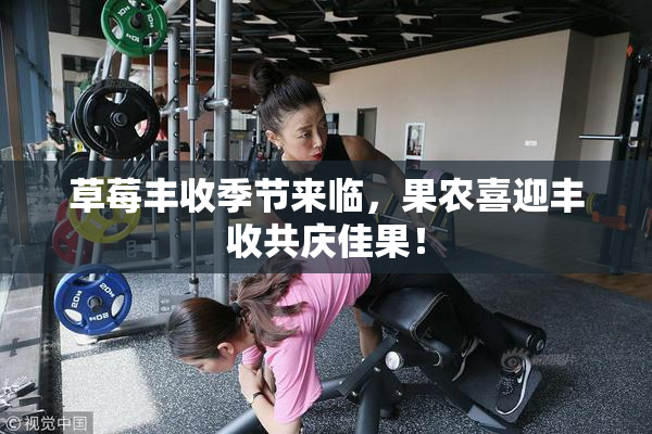 草莓丰收季节来临，果农喜迎丰收共庆佳果！