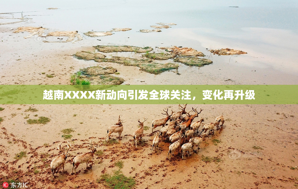 越南XXXX新动向引发全球关注，变化再升级