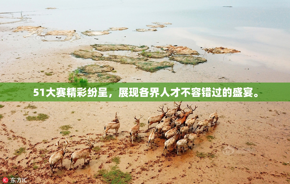 51大赛精彩纷呈，展现各界人才不容错过的盛宴。