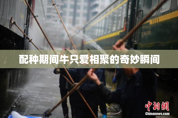 配种期间牛只爱相聚的奇妙瞬间
