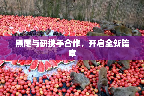黑尾与研携手合作，开启全新篇章