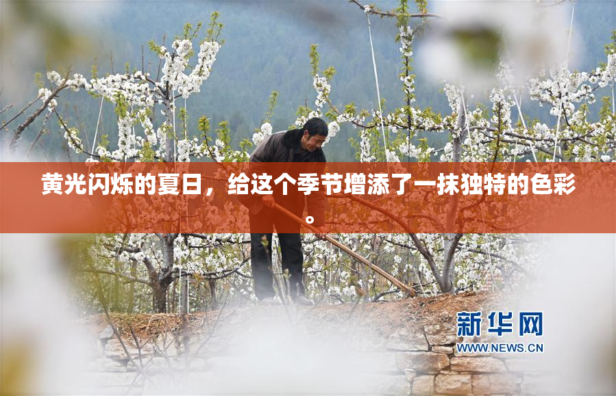 黄光闪烁的夏日，给这个季节增添了一抹独特的色彩。