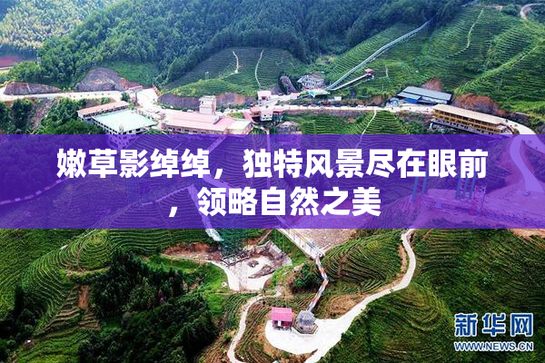 嫩草影绰绰，独特风景尽在眼前，领略自然之美