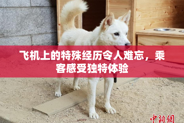 飞机上的特殊经历令人难忘，乘客感受独特体验