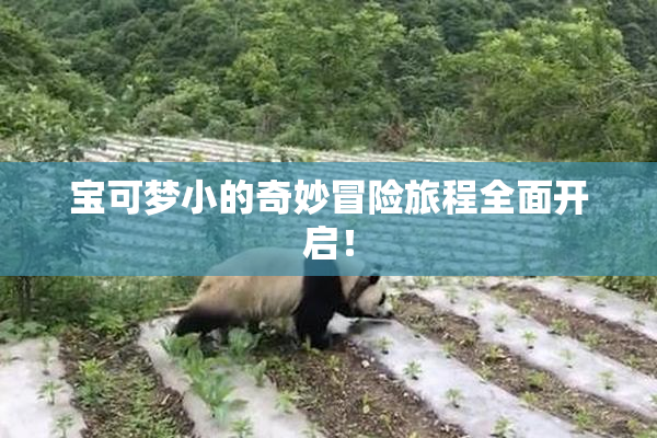 宝可梦小的奇妙冒险旅程全面开启！