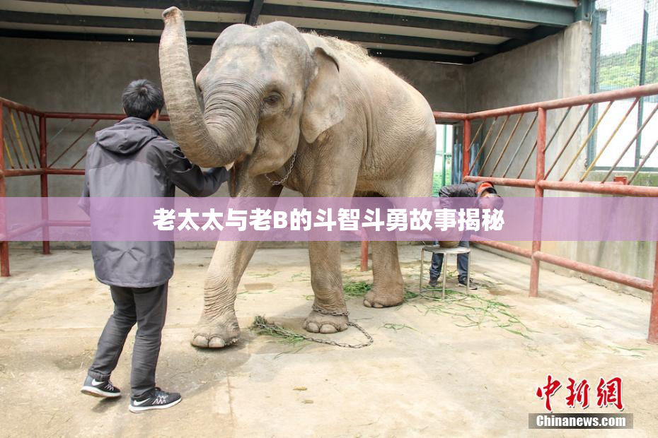 老太太与老B的斗智斗勇故事揭秘