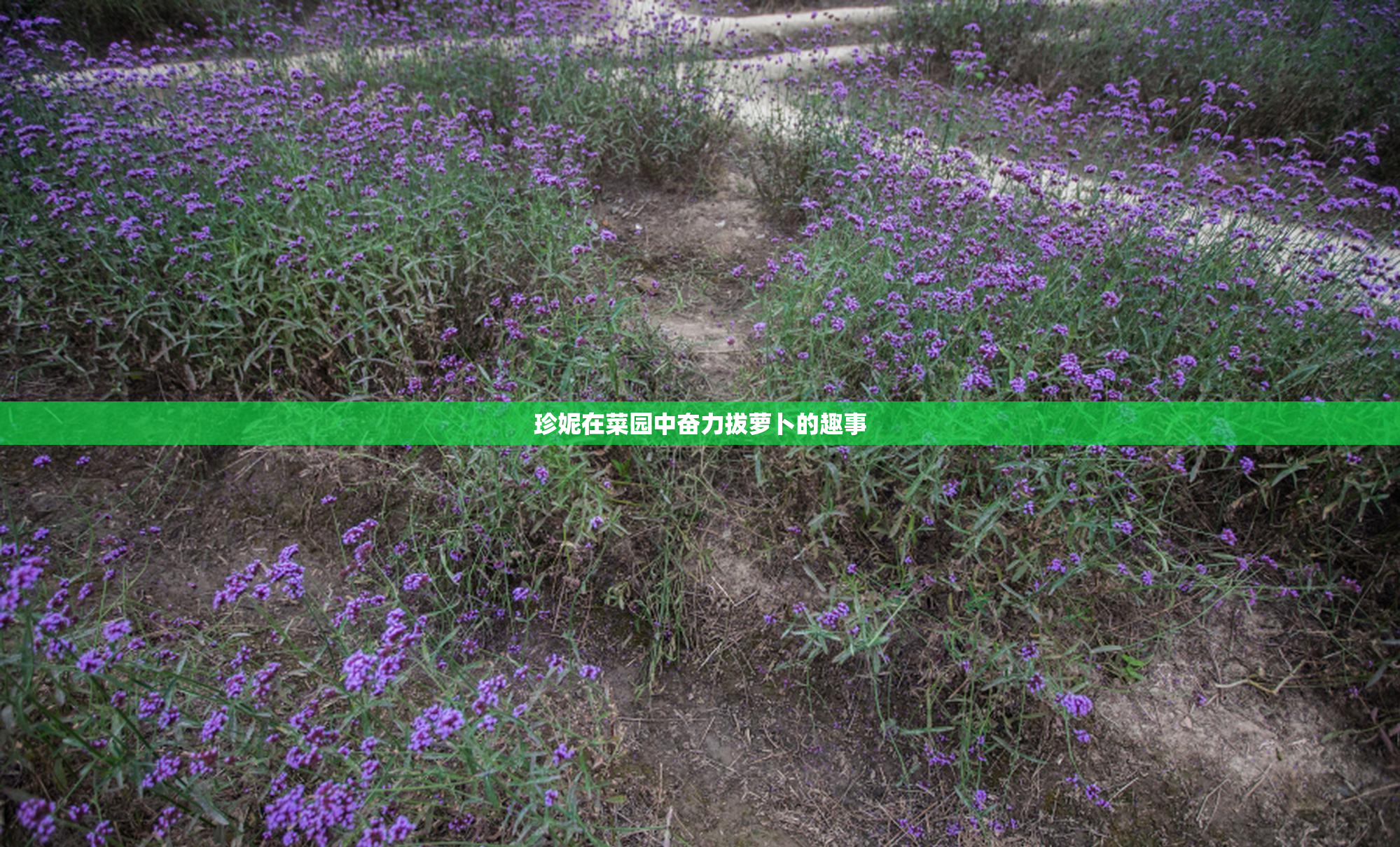 珍妮在菜园中奋力拔萝卜的趣事