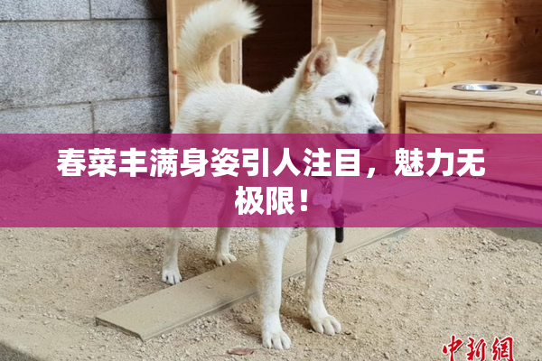 春菜丰满身姿引人注目，魅力无极限！