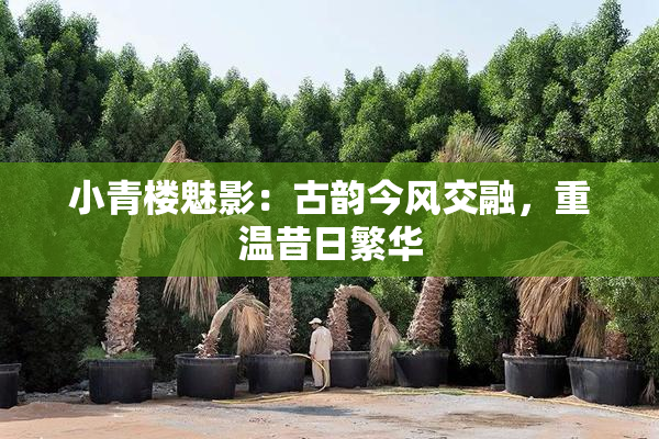 小青楼魅影：古韵今风交融，重温昔日繁华