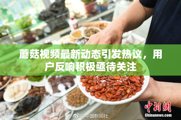 蘑菇视频最新动态引发热议，用户反响积极亟待关注