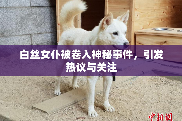 白丝女仆被卷入神秘事件，引发热议与关注