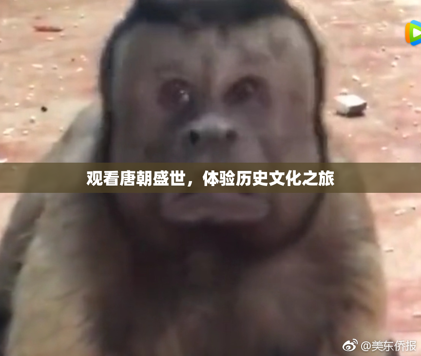 观看唐朝盛世，体验历史文化之旅