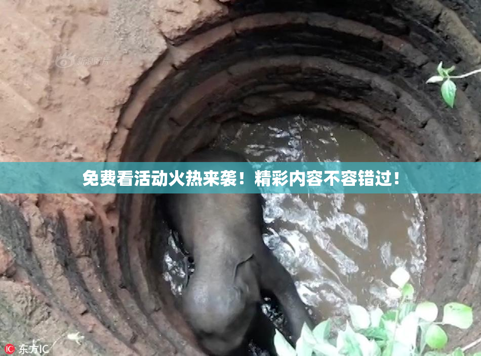 免费看活动火热来袭！精彩内容不容错过！