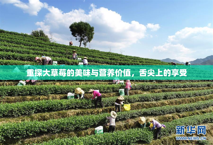 重探大草莓的美味与营养价值，舌尖上的享受