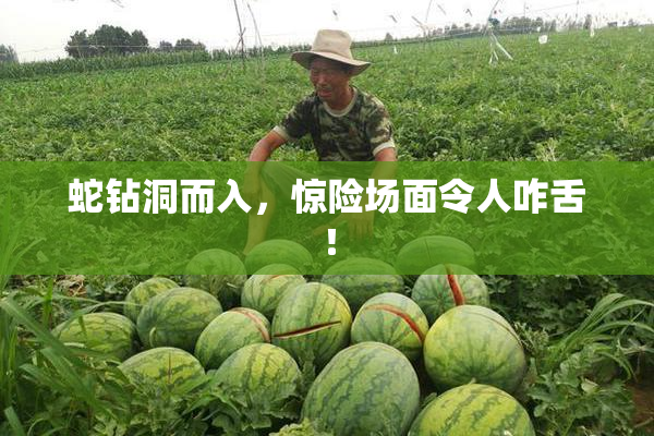 蛇钻洞而入，惊险场面令人咋舌！