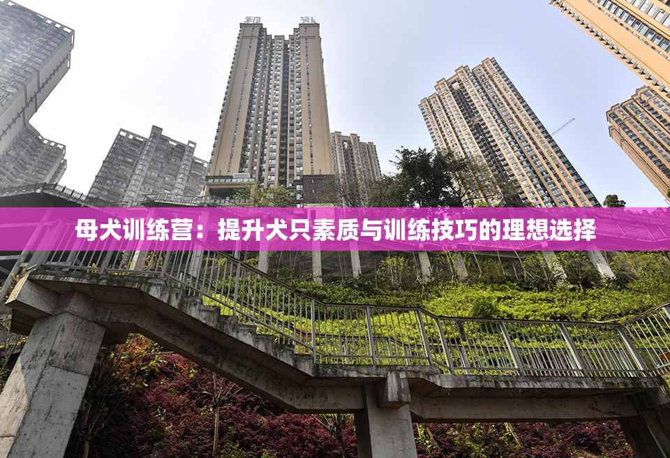 母犬训练营：提升犬只素质与训练技巧的理想选择